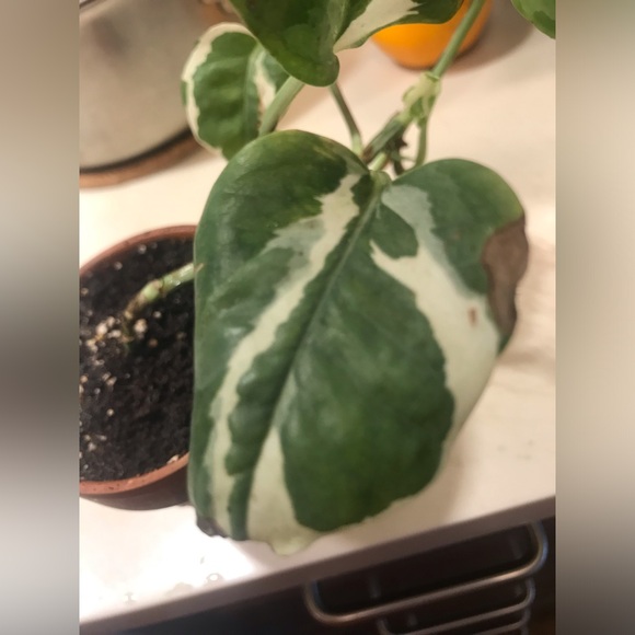 Manjula plant - Picture 3 of 14